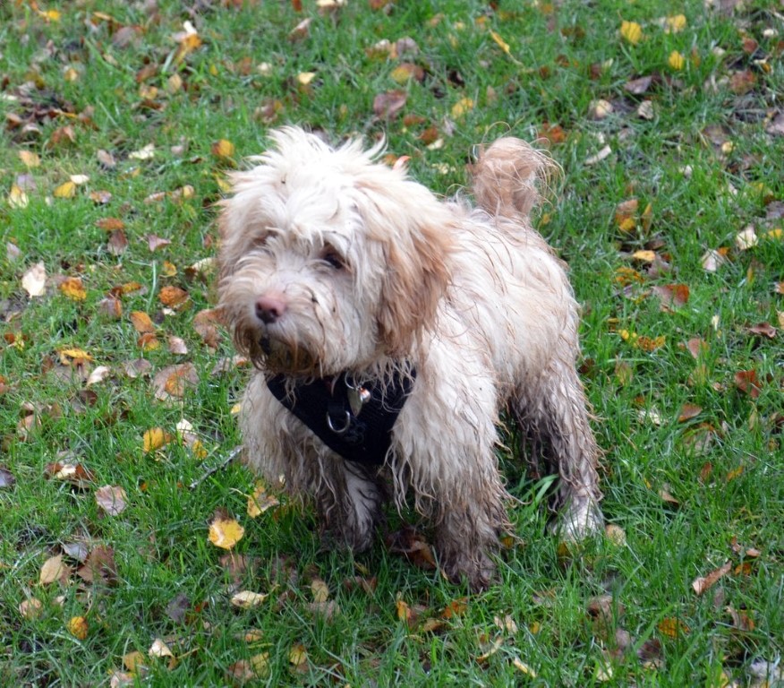 Mucky pup after playtime
